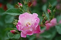Fiori, Piante, natura_49